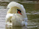 Mute Swan (WWT Slimbridge August 2010) - pic by Nigel Key